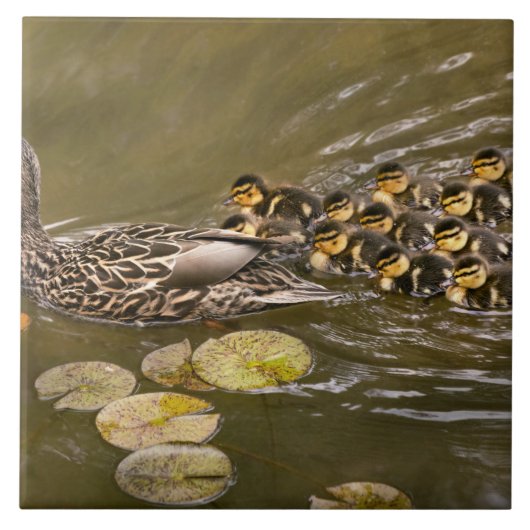Animal - Ducks - Swim like a duck Fliese (Vorderseite)
