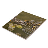 Animal - Ducks - Swim like a duck Fliese (Seite)
