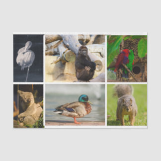 Animal Fotos Flamingo Gorilla Parrots Koala Duck Seidenpapier