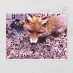 Animal Fox Forest Office Party Dusche Digitale Kun Einladungspostkarte