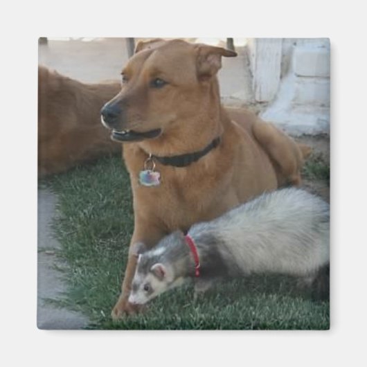 Animal Friends Magnet mit Ferret und dem Hund! (Vorne)