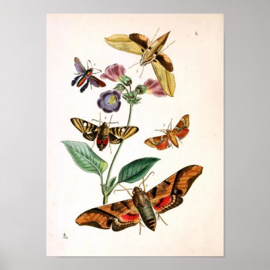 Animal Insect-Butterfly-Rare-Book-Oriental-Entymol Poster (Vorne)