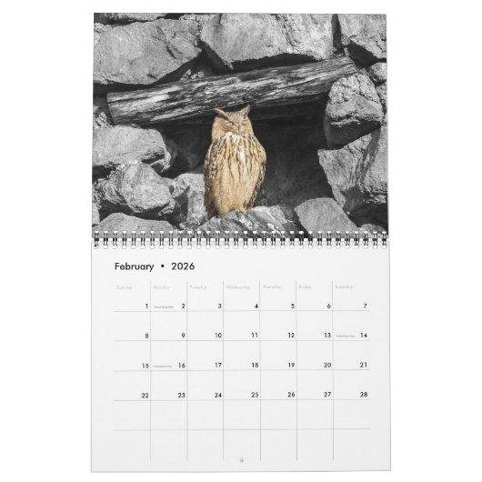 Animal Owl Bird Life Office Zuhause Destiny's Dest Kalender (Feb 2026)
