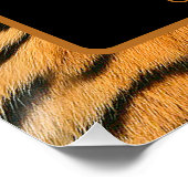Animal Print Tiger Birthday Square Poster (Ecke)