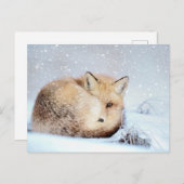 *~* Animal Red Fox Ap18 Artistic Wildlife Snow Postkarte (Vorne/Hinten)