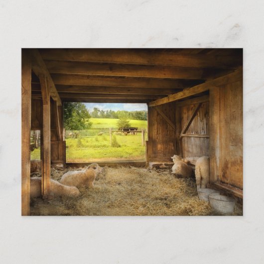 Animal - Sheep - Counting sheep Postkarte (Vorderseite)