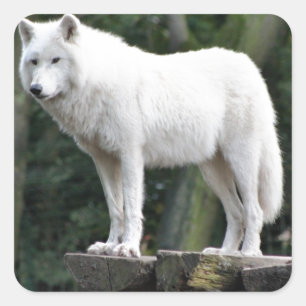 Animal Wolf Nature Peace Liebe Destiny Quadratischer Aufkleber