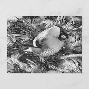 AnimalArtBW_Bird 001 -Bullfinch Postkarte