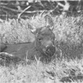 AnimalArtBW_Moose_001 Aufkleber (Vorderseite)