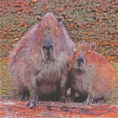 AnimalMix_Capybara_003 Aufkleber (Vorderseite)