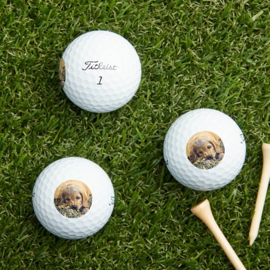 AnimalMix_Dog_005 Golfball (Insitu Gras)
