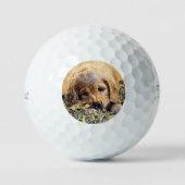 AnimalMix_Dog_005 Golfball (Vorderseite)
