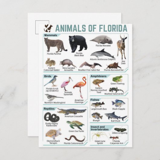 Animals of florida, florida usa wild lide postkarte (Vorne/Hinten)