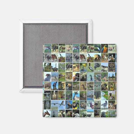 Animals of the world magnet (Vorderseite/Rückseite)