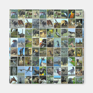 Animals of the world magnet