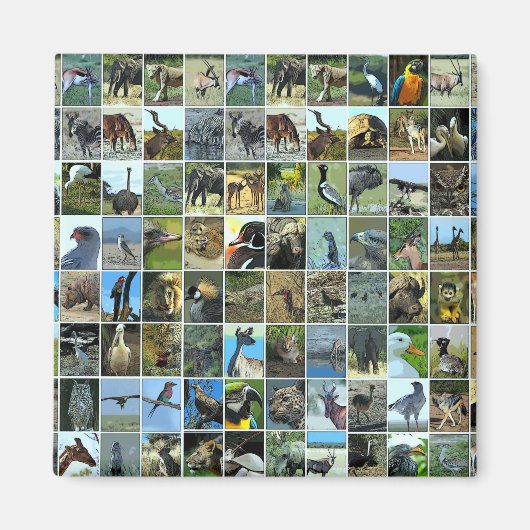 Animals of the world magnet (Vorne)