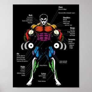 Anime-Anatomie Muskelkarte  Poster