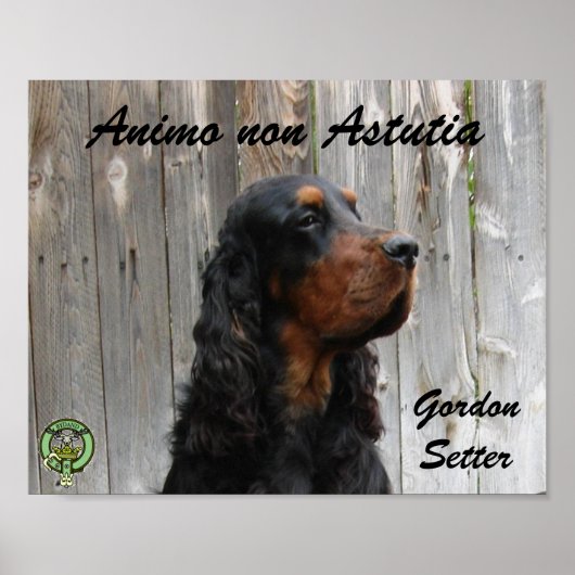 Animo non Astutia, Gordon Setter Poster (Vorne)