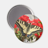 Anise Frack Magnet (Vorderseite/Rückseite)