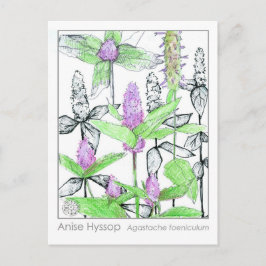 Anise Hyssop Materia Medica Kräuterstudie Postkarte