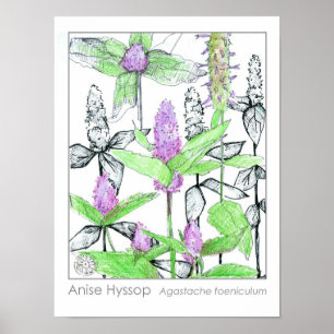 Anise Hyssop Purple Flowers Medicinal Herb Poster