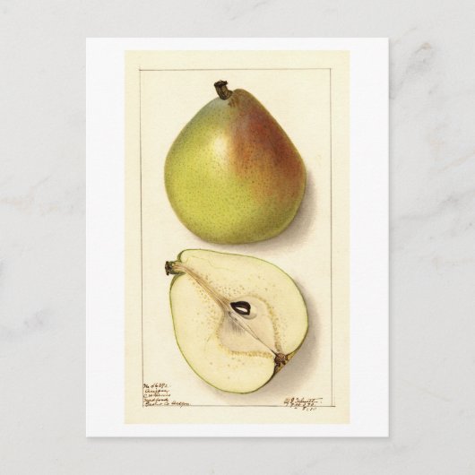 Anju Pear Vintag Illustration Postkarte (Vorderseite)