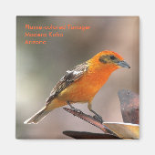 Ankermagnet Magnet (Vorne)