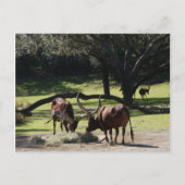 Ankole Cattle #2 Postkarte (Vorderseite)