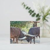 Ankole Cattle Fighting Postkarte (Stehend Vorderseite)