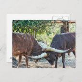 Ankole Cattle Fighting Postkarte (Vorne/Hinten)