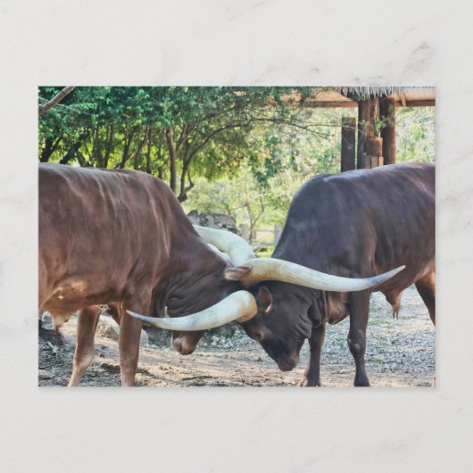 Ankole Cattle Fighting Postkarte (Vorderseite)