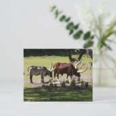 Ankole Cattle Postcard Postkarte (Stehend Vorderseite)
