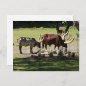 Ankole Cattle Postcard Postkarte (Vorne/Hinten)