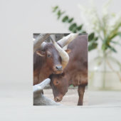 Ankole Cattle Postcard Postkarte (Stehend Vorderseite)