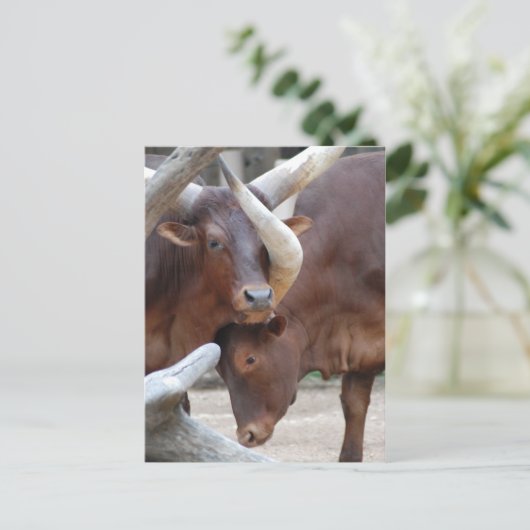 Ankole Cattle Postcard Postkarte (Stehend Vorderseite)