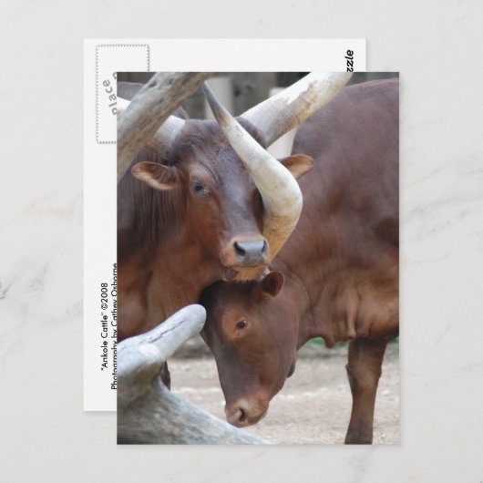 Ankole Cattle Postcard Postkarte (Vorne/Hinten)