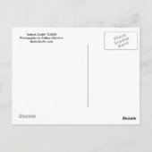 Ankole Cattle Postcard Postkarte (Rückseite)