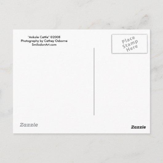Ankole Cattle Postcard Postkarte (Rückseite)