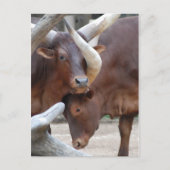 Ankole Cattle Postcard Postkarte (Vorderseite)