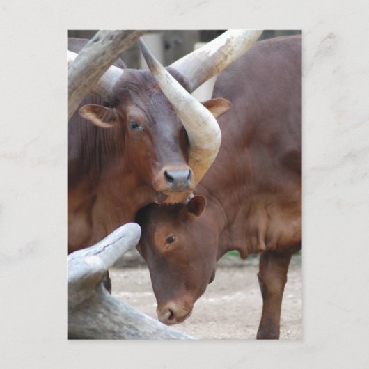 Ankole Cattle Postcard Postkarte (Vorderseite)