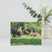 Ankole-Rind Postkarte (Stehend Vorderseite)