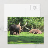 Ankole-Rind Postkarte (Vorne/Hinten)
