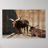 Ankole-Watusi Cattle Poster (Vorne)