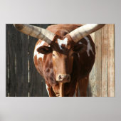 Ankole-Watusi Cattle Poster (Vorne)