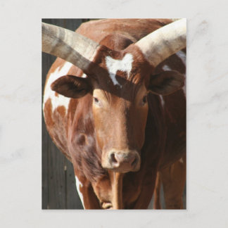 Ankole-Watusi-Lenker mit riesigen Hörnern Postkarte
