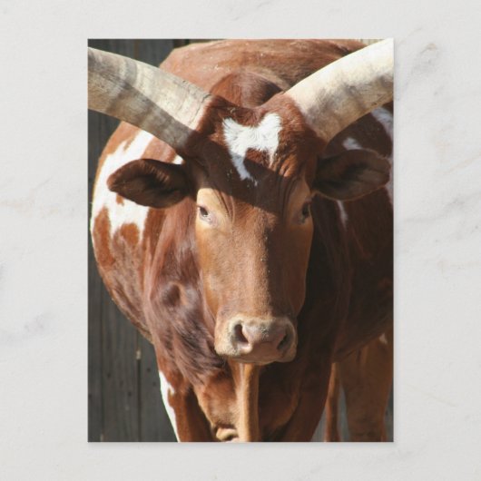 Ankole-Watusi-Lenker mit riesigen Hörnern Postkarte (Vorderseite)