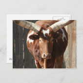 Ankole-Watusi-Lenker mit riesigen Hörnern Postkarte (Vorne/Hinten)
