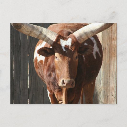 Ankole-Watusi-Lenker mit riesigen Hörnern Postkarte (Vorderseite)