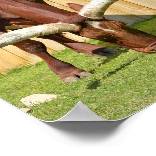 Ankole-Watusi Weideland Poster (Ecke)