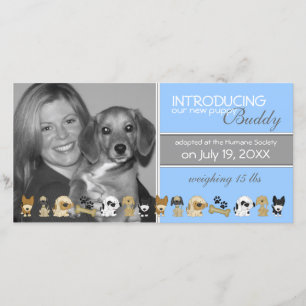 Ankündigung der neuen Adoption für Hunde